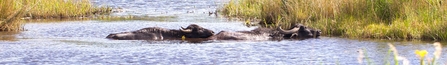 MWT - Water buffalo at Cors Dyfi