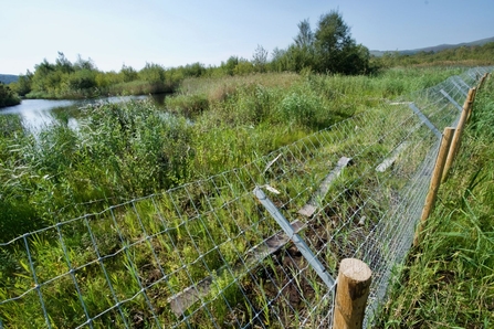 Beaver enclosure fence, Cors Dyfi reserve