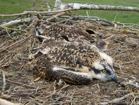 Teifi and Tywi at ringing 2020. © MWT