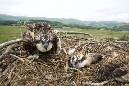 Tywi and Teifi at ringing. © MWT