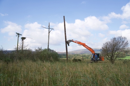 Telegraph pole for Monty's perch, March 2021. © MWT