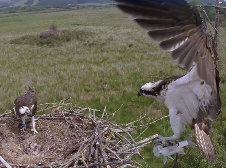 Monty with fish, Telyn on nest with chicks. © MWT