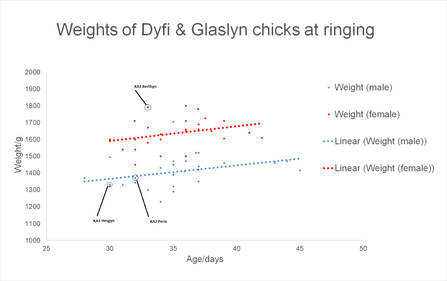 MWT - Weights of Dyfi & Glaslyn chicks at ringing