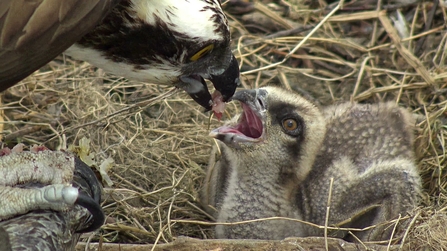 Idris feeds chick 1, May 2021. © MWT