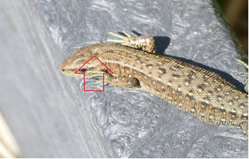 Common lizard on DOP boardwalk