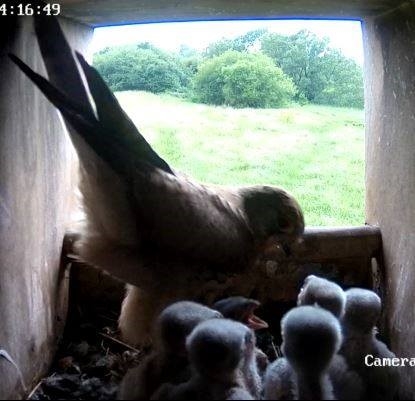 Sussex Wildlife Trust - Kestrel and chicks