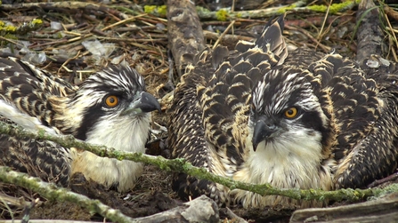 Dysynni and Ystwyth after ringing June 24th 2021. © MWT