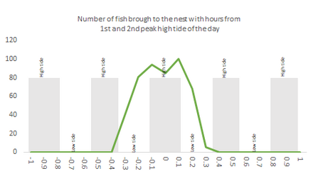Monty, fish brought to nest correlated to tides