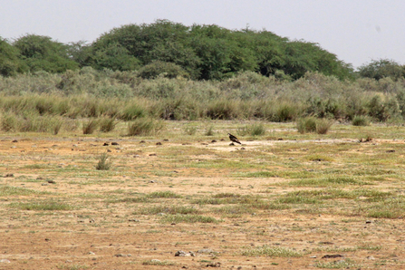 Ornithondar, photo Rozenn Le Roux. © Frédéric Bacuez