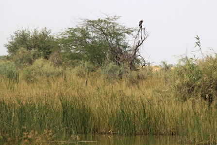 Ornithondar, photo Rozenn Le Roux. © Frédéric Bacuez