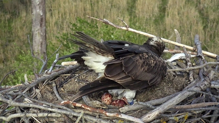 Telyn. Dyfi Osprey Project April 2022