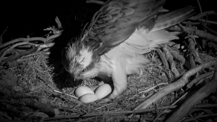 Telyn. Dyfi Osprey Project. © MWT