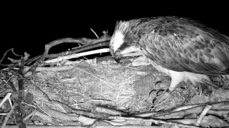 Telyn, Dyfi Osprey Project. © MWT