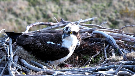 Idris, first egg 2022. Dyfi Osprey Project. © MWT