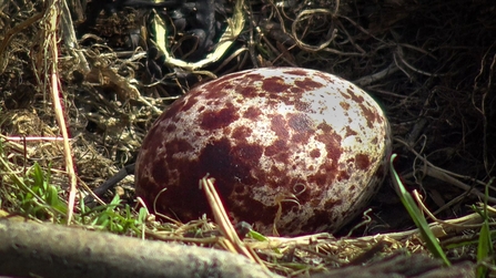 First egg, 2022. Dyfi Osprey Project. © MWT