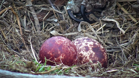 Two eggs, 2022, Dyfi Osprey Project