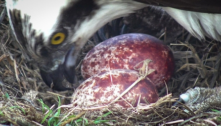 Idris. Dyfi Osprey Project. © MWT