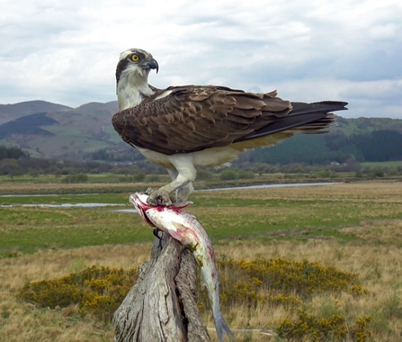 Idris. Dyfi Osprey Project. © MWT