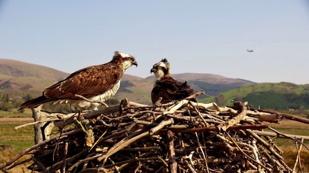 Telyn, Idris. Dyfi Osprey Project. © MWT