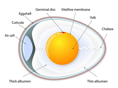 Egg anatomy