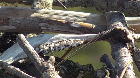 MWT - Bone brought to nest April 2022