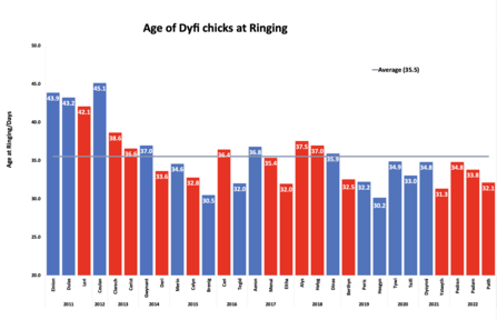 Weights of all Dyfi chicks at ringing