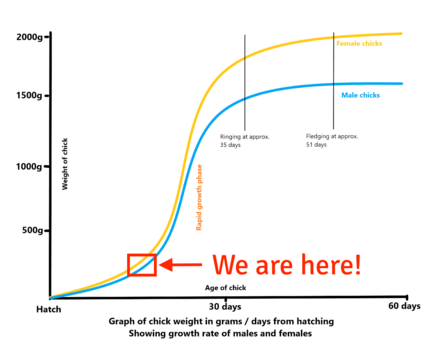 MWT - Chick growth rate graph (June)