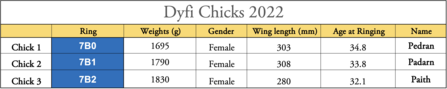 Dyfi Chicks 2022