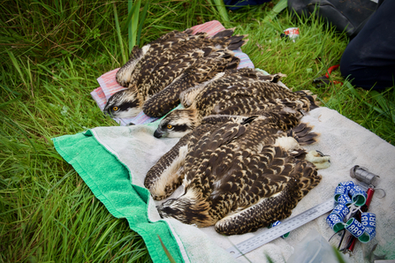 Three large female chicks, 2022