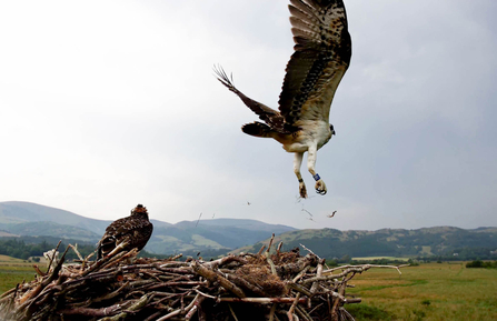 Padarn flies