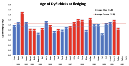 Age of all Dyfi chicks at fledging