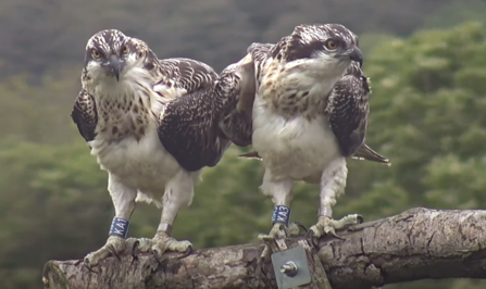 Hesgyn (right) with his sister Berthyn shortly after fledging in 2019