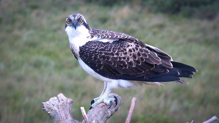 Osprey Fledgling, 5 Aug