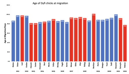 Age at Migration of All Dyfi Chicks