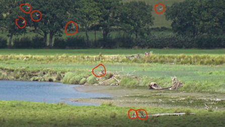 Osprey-fest: EIGHT ospreys all within one camera angle.