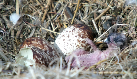1st Chick hatches