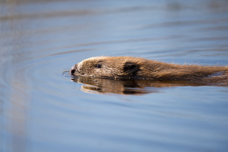 Byrti at Cors Dyfi