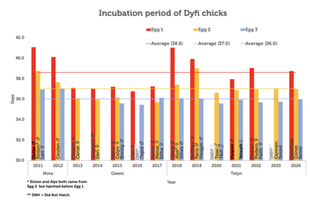 Incubation period of Dyfi chicks