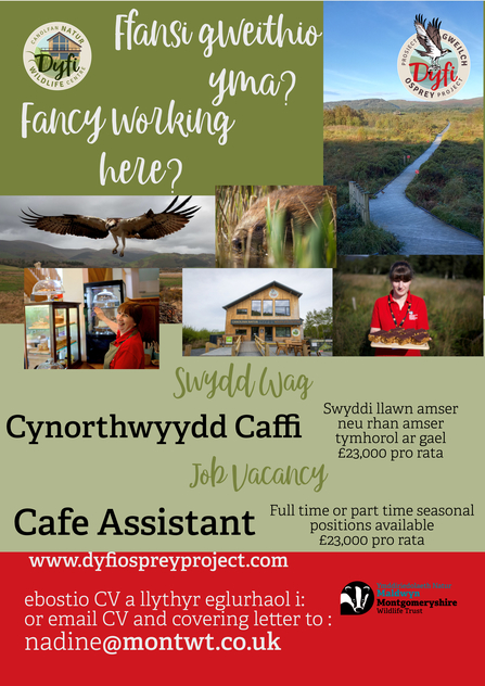 Job poster advertising Cafe Jobs in 2025