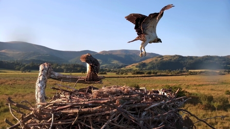 Honddu Fledges