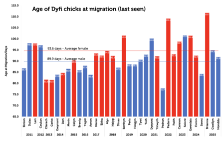 Age of Dyfi chicks at migration (last seen)