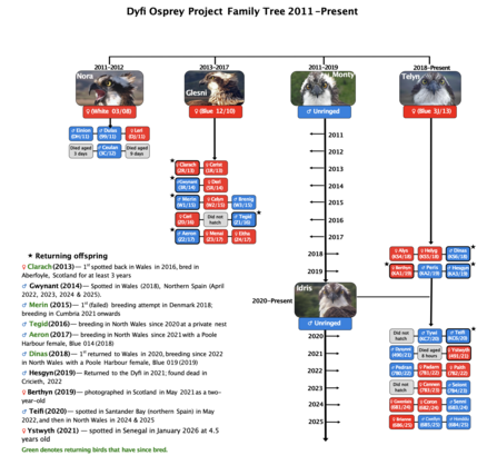 Dyfi Family Tree