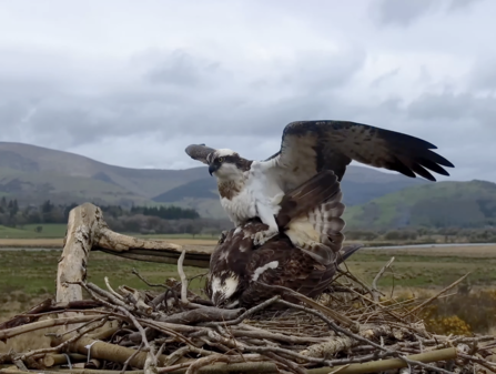 Telyn and Idris Mating