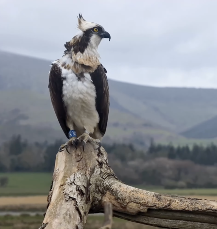 N0 - king of the Dyfi, for one day