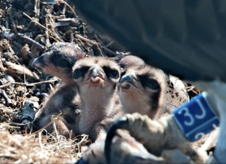 Three hatch