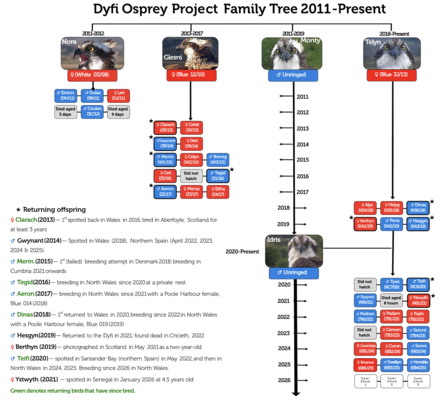 Dyfi Family Tree