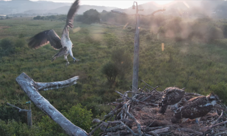 Llinau fledges
