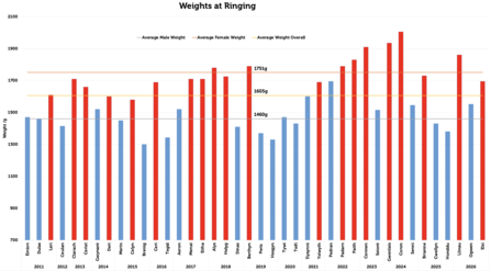 Weights at ringing