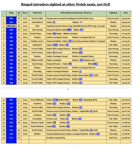 Welsh Nests (exc Dyfi): 2026 Ringed Intruders