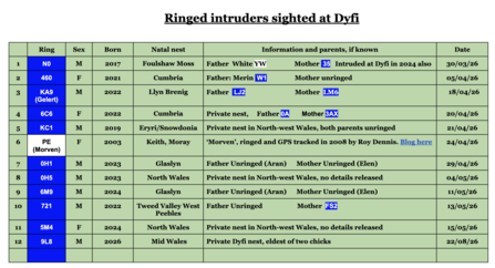 Dyfi Nest: 2026 Ringed Intruders